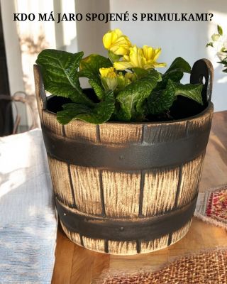 Jak to děláte, že vám primulky přežijí ❓ Dejte mi prosím tip. Já to s nimi prostě neumím a nikdy mě nevydrží déle než pár...